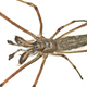 Tetragnatha nigrita, a long-jawed orb weaver species similar to the one encountered on Kooragang Island in 2020.